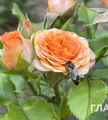 Помірні дощі та 21° тепла: прогноз погоди на 17 квітня