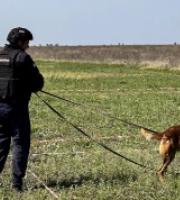 Розміновувати Миколаївщину допомагають бельгійські вівчарки