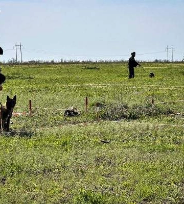 Розміновувати Миколаївщину допомагають бельгійські вівчарки