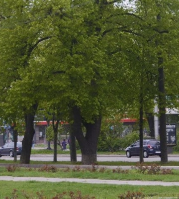 У Полтавській області буде шквальний вітер з дощем та грозами