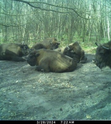 В нацпарку на Волині фотопастки упіймали лісових красенів 