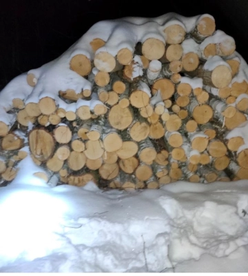 Кролевчанина підозрюють у порубі дерев у лісництві на 820 тис. грн