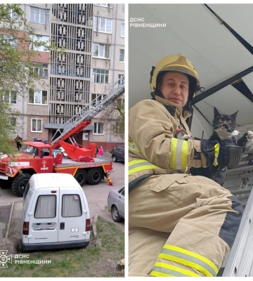 Рівненські надзвичайники врятували двох котиків
