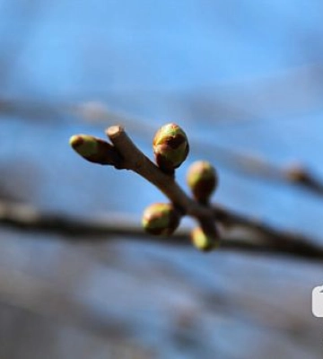 У Дніпрі та області очікуються заморозки