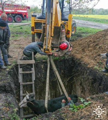 В Одеській області працівники ДСНС врятували корову з вигрібної ями