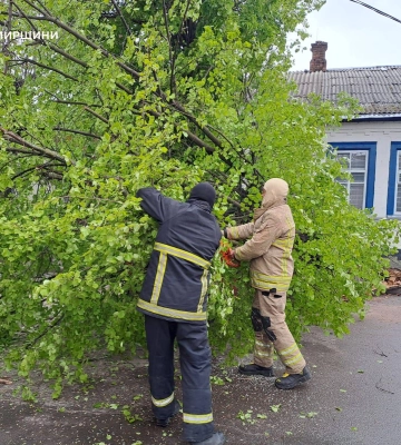 На Житомирщині поривами вітру дерева повалило на дорогу та на автомобіль