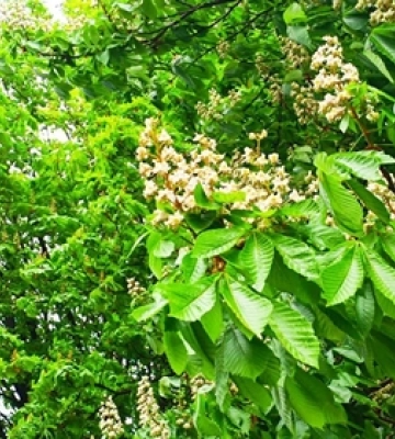 У Луцьку розквітли кашани 