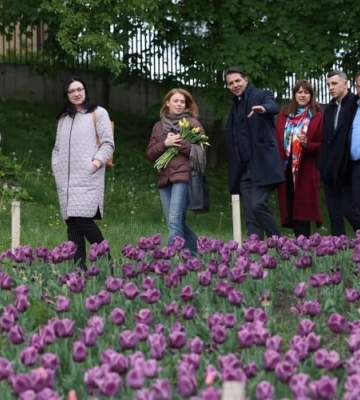 Львів знову отримає від Нідерландів тюльпани
