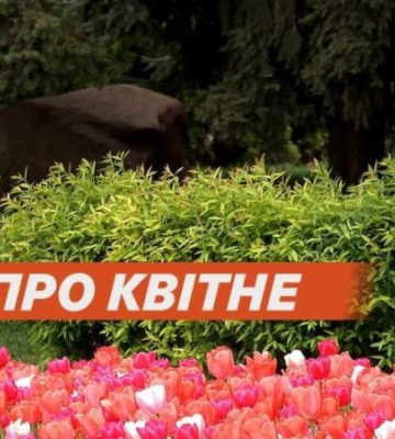У Дніпрі розквіли голландські тюльпани
