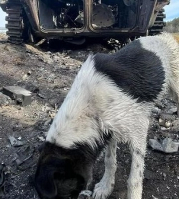 У Маріуполі збільшується кількість нападів безпритульних собак на людей