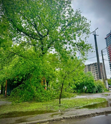 Повалене дерево перекрило рух транспорту по вулиці Приморській в Одесі