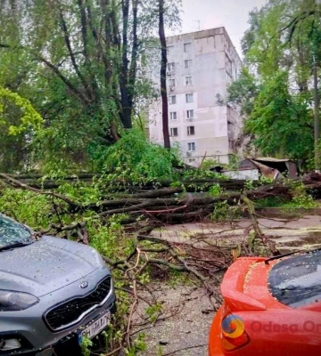 Повалене дерево перекрило рух транспорту по вулиці Приморській в Одесі