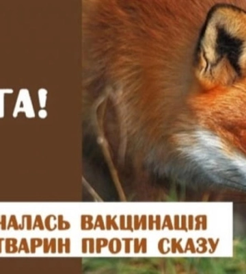 У лісах на Рівненщині розкидатимуть вакцину від сказу для тварин