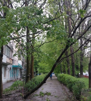 В Одесі через негоду повалились дерева та великі гілки