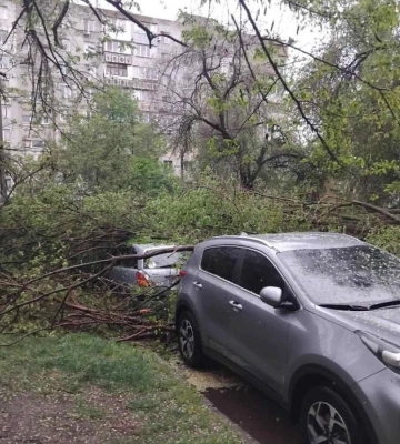 В Одесі через негоду повалились дерева та великі гілки