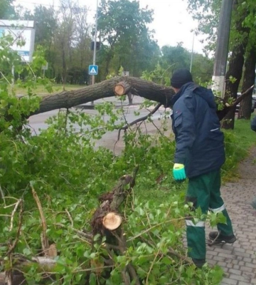 Через сильний вітер в Одесі впало більше 20 дерев