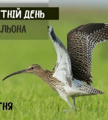 У нацпарку на Рівненщині мешкає червонокнижний птах кульон