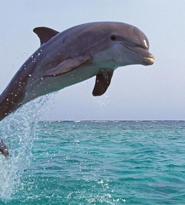 Для чего россияне «мобилизовали» дельфинов в Крыму