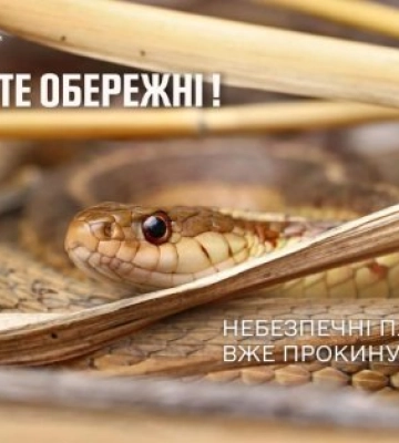 Рятувальники виловили небезпечного плазуна