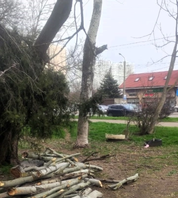 В Одесі незаконно зрубали дерево