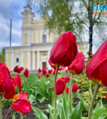 Тюльпаново-бузкове місто: прохолодна погода затримається в Житомирі ще на тиждень. ФОТОРЕПОРТАЖ