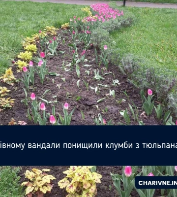 У Рівному вандали понищили клумби з тюльпанами