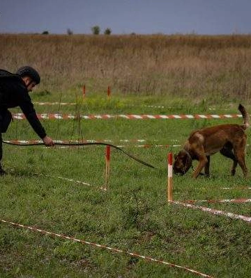 3700 кв м — саме стільки території вже обстежили мінно-пошукові собаки