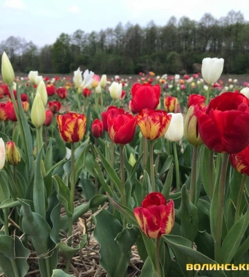 Вночі — сильні заморозки: рівненські синоптики дали прогноз на 23-26 квітня