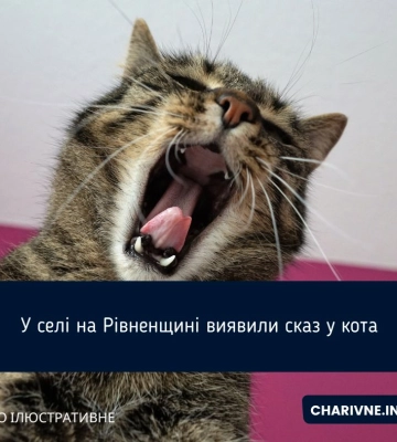 У селі в Рівненському районі виявили сказ у кота: 10 сіл - у загрозливій зоні