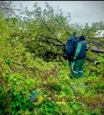 Біля пляжу в Одесі незаконно вирубали дерева