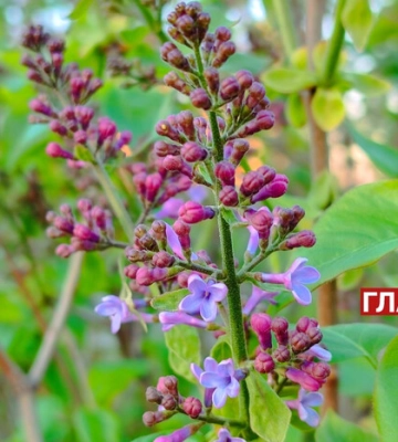 Дощ вночі, місцями заморозки: прогноз погоди на 23 квітня