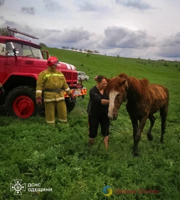 В Одесской области вытащили коня из болота