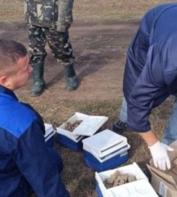 У Львівській громаді проведуть профілактику сказу для диких тварин