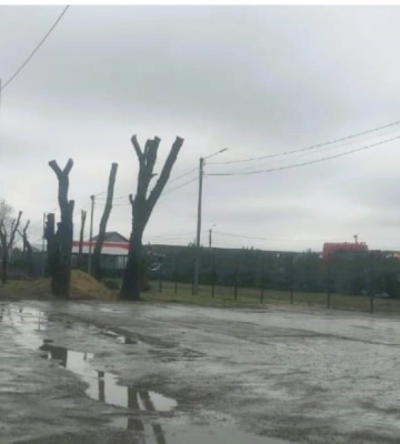В Одесі незаконно вирубали дерева