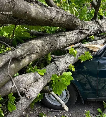 Повалені дерева та розбиті авто: як отримати компенсацію у Дніпрі після негоди
