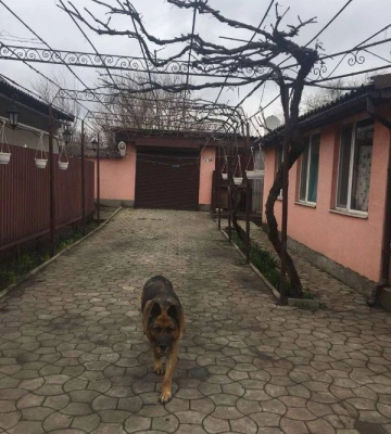 На Одещині невідомий викрав з подвір’я приватного будинку породистого собаку