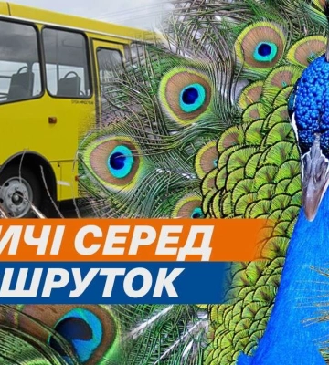 Павичі серед маршруток: власник АТП розводить екзотичних птахів