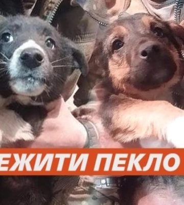 Пережити пекло: волонтери шукають родину цуценятам, яких вивезли з Часового Яру