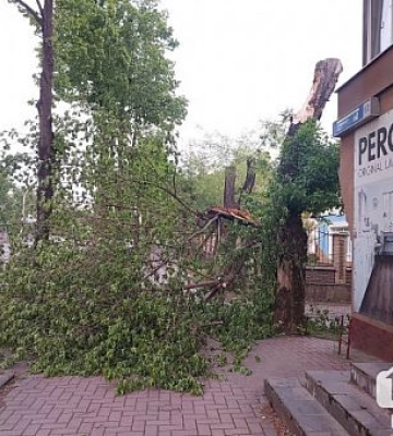 У Кривому Розі частина дерева впала на пішохідну зону