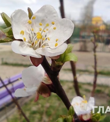Дощі, подекуди грози: прогноз погоди на 26 квітня