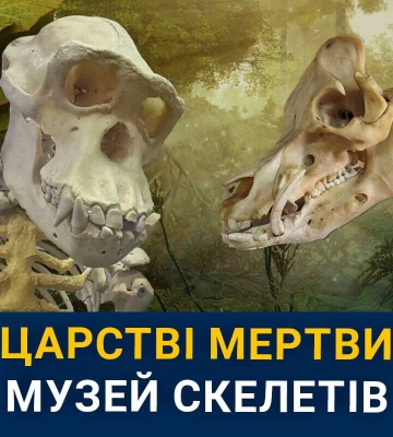Унікальний музей скелетів у Дніпрі: Від мамонтів до сіамських близнюків та екзотичних тварин