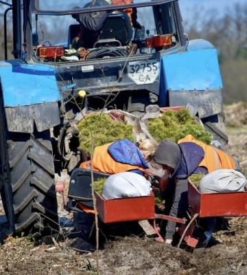 На Кіровоградщині висадили майже мільйон сіянців дерев