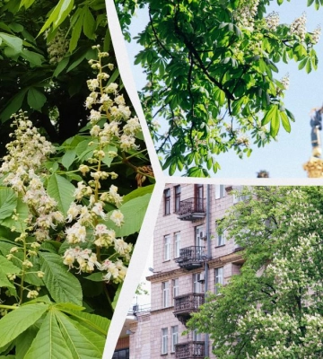 У Києві почали квітнути каштани