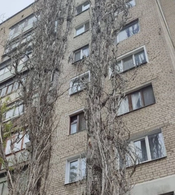 «Може впасти на голову», — миколаївці скаржаться на сухі гілки та дерева в місті