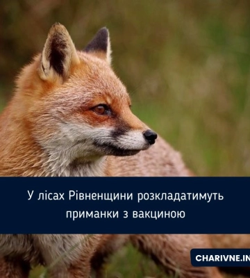 У лісах Рівненщини розкладатимуть приманки з вакциною