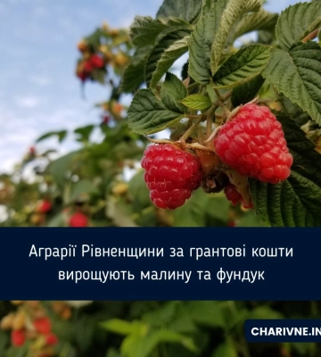 Аграрії Рівненщини за грантові кошти вирощують малину та фундук