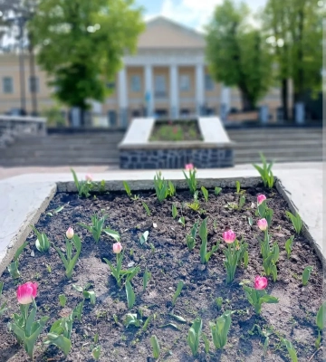 Вандали знищили ще одну тюльпанову клумбу в центрі Рівного