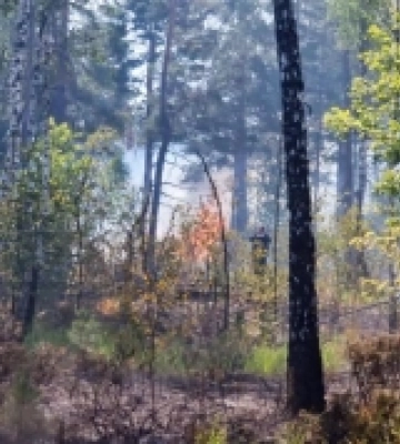 На Сарненщині вже другу добу не можуть погасити пожежу у заповіднику