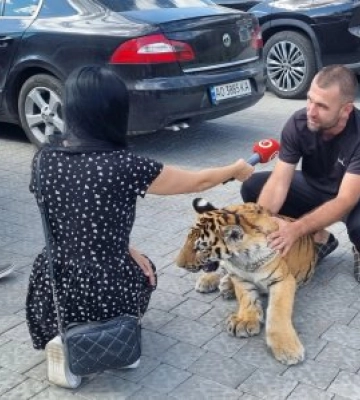 На Закарпатті знайшли тигра, якого зафіксували камери в Словаччині