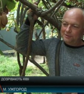 В Ужгороді достигають ківі – в умовах закарпатського клімату